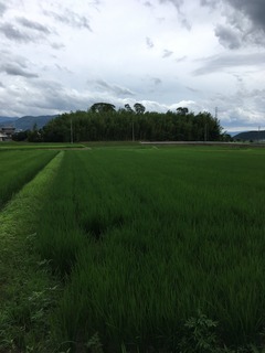 image1 (2).jpeg